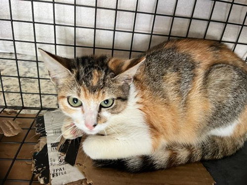 VERA, a cat for adoption from Manatee County Animal Services