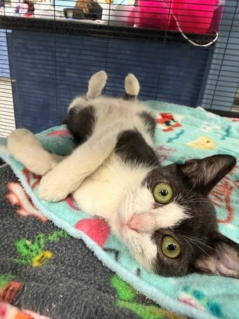 TUCKLING, a cat for adoption from Manatee County Animal Services