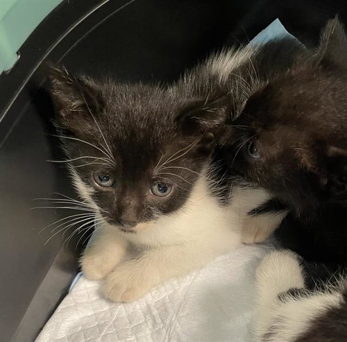 BUTTERS, a cat for adoption from Manatee County Animal Services