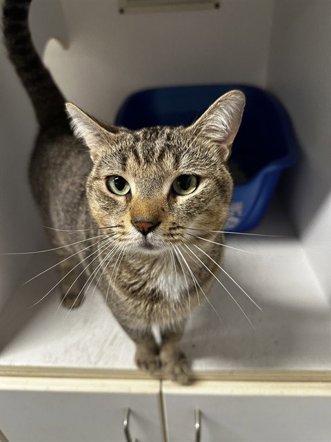 FREDDIE, a cat for adoption from Manatee County Animal Services