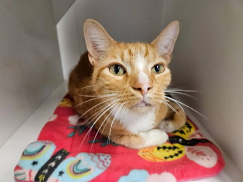 WHEATLEY, a cat for adoption from Manatee County Animal Services