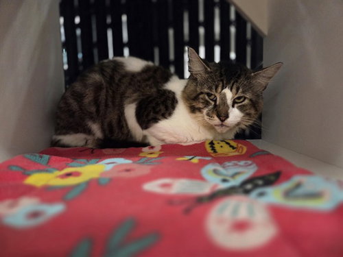 HERBY, a cat for adoption from Manatee County Animal Services