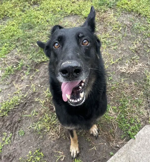 Shiloh - German Shepherd Dog