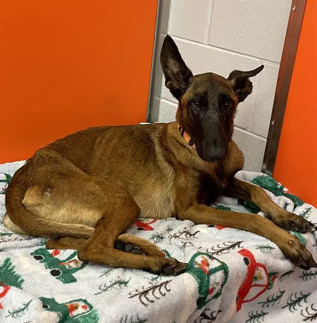 Athena - Belgian Shepherd Malinois