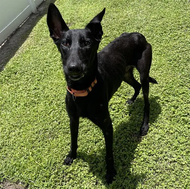 Onyx - Belgian Shepherd Malinois