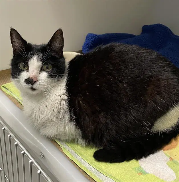 Unknown - Domestic Medium Hair