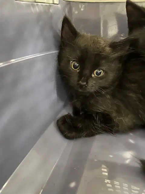 Bram - Domestic Short Hair