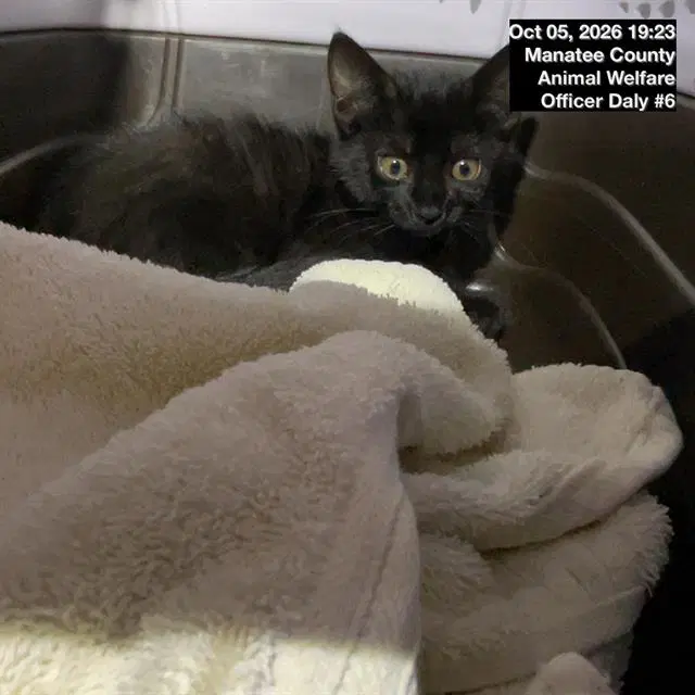 Unknown - Domestic Short Hair