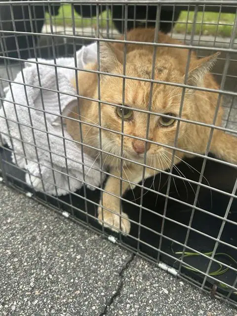 Chimmy - Domestic Short Hair