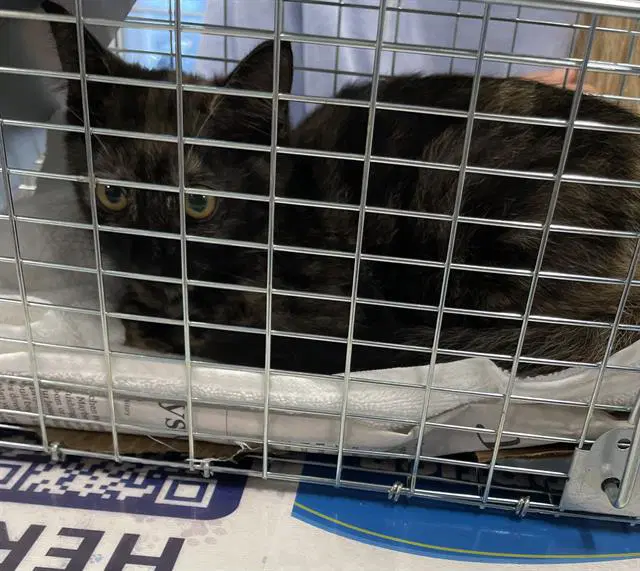 Cleo - Domestic Short Hair