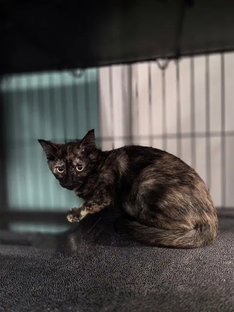 Cleo image 1