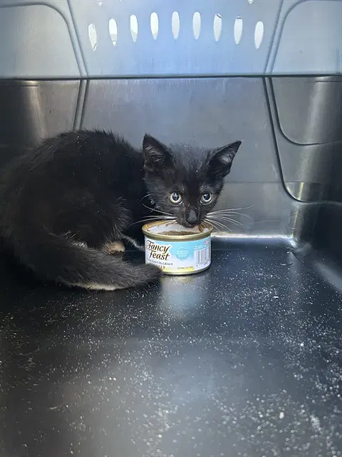 Unknown - Domestic Short Hair