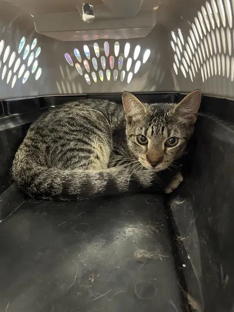 Unknown - Domestic Short Hair