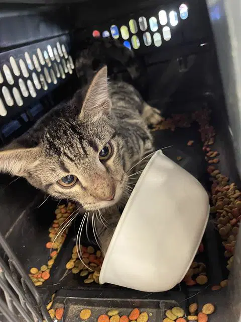 Unknown - Domestic Short Hair