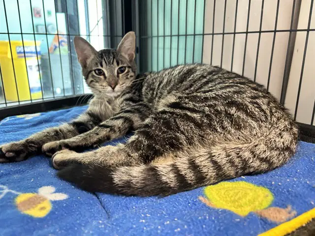 Unknown - Domestic Short Hair