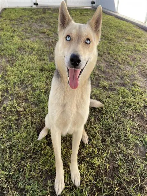 Unknown - German Shepherd Dog