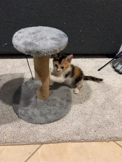 Sara