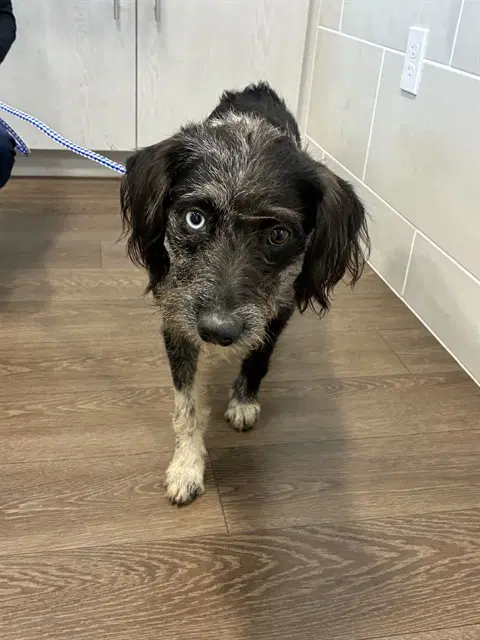 Max - German Wirehaired Pointer