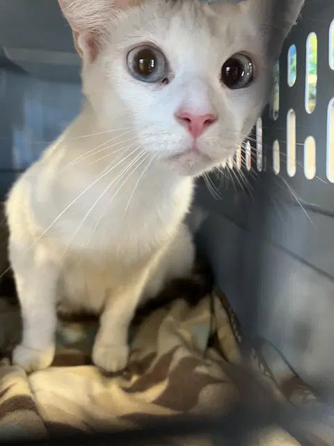 Felix - Domestic Short Hair