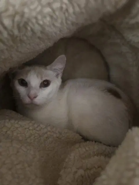 Felix - Domestic Short Hair