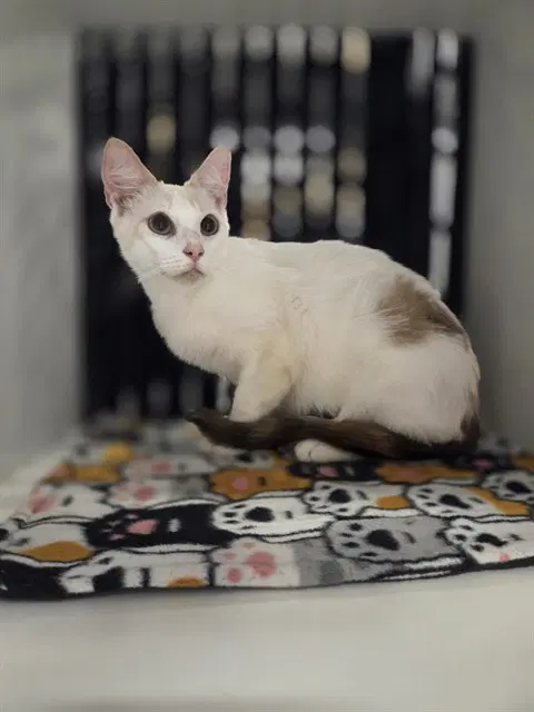 Felix - Domestic Short Hair