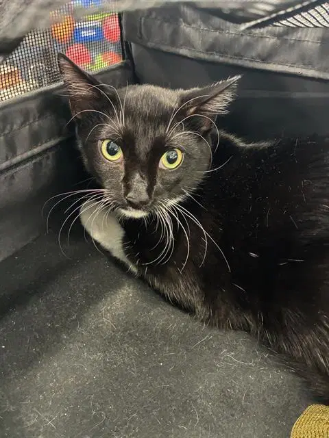 Rocky - Domestic Short Hair