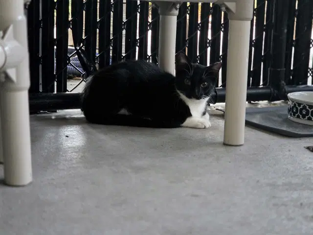Rocky - Domestic Short Hair