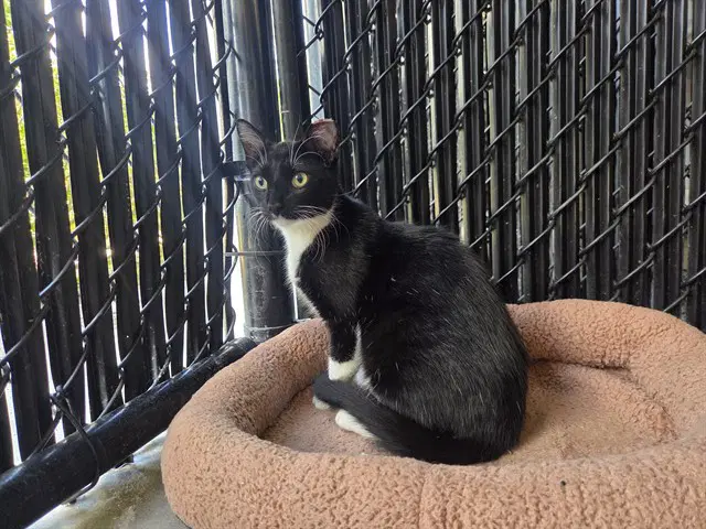 Rocky - Domestic Short Hair