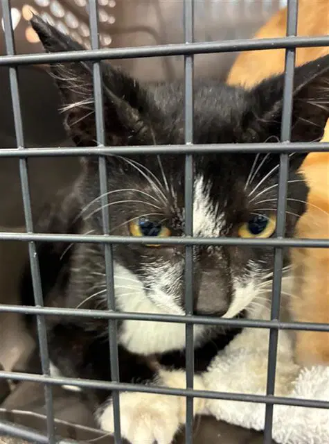 Unknown - Domestic Short Hair