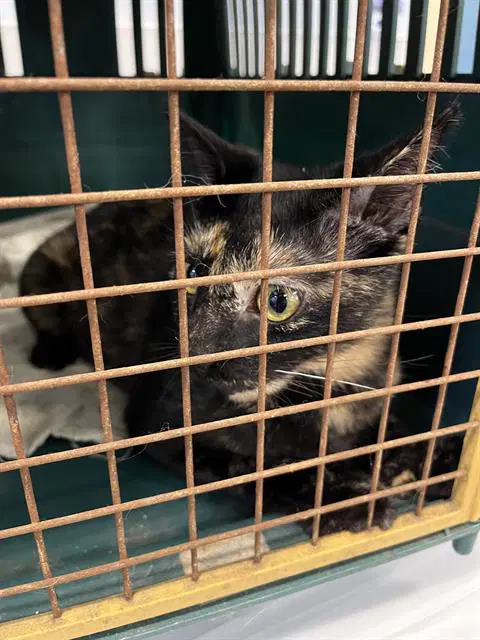 Unknown - Domestic Short Hair