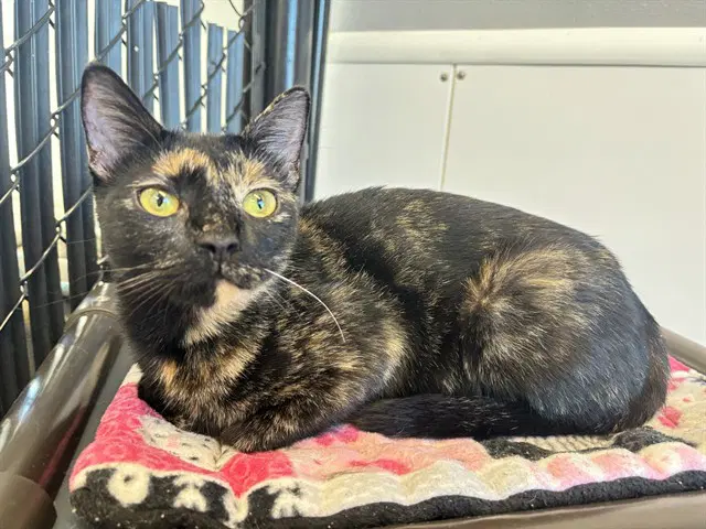 Unknown - Domestic Short Hair
