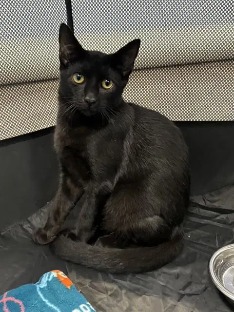 Spruce - Domestic Short Hair