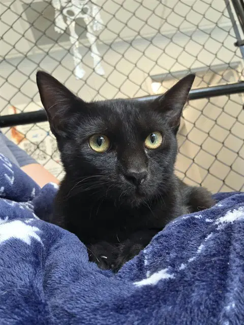 Spruce - Domestic Short Hair