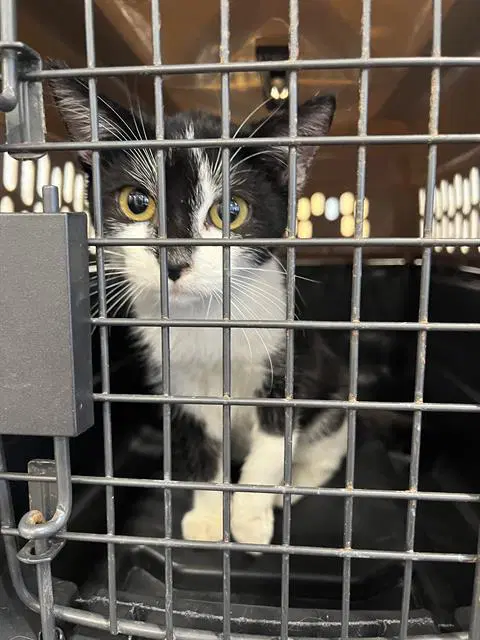 Unknown - Domestic Short Hair