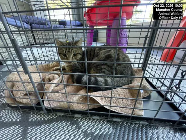 Leon - Domestic Short Hair