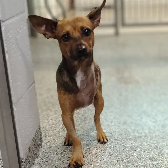Milo - Chihuahua