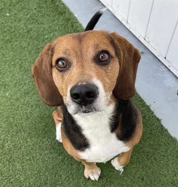 Unknown - Beagle