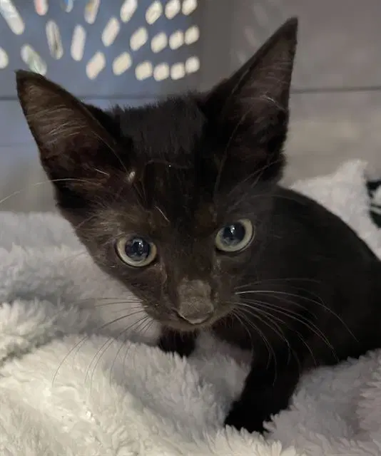 Unknown - Domestic Short Hair