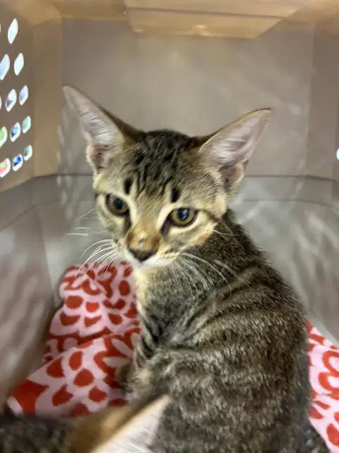 Madonna - Domestic Short Hair