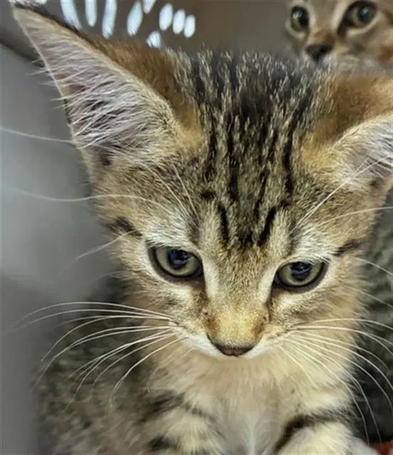 Unknown - Domestic Short Hair
