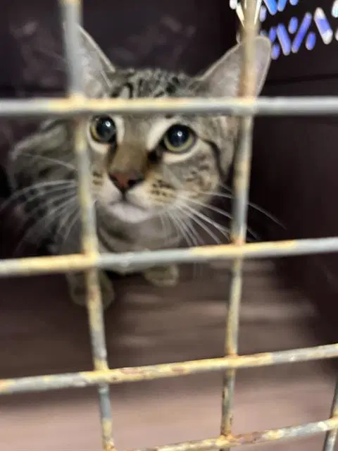 Unknown - Domestic Short Hair