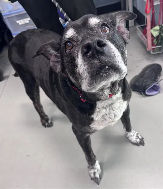 Tanto - Pit Bull Terrier