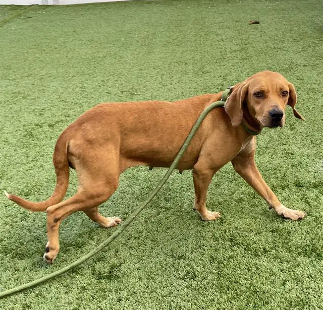 Unknown - Black Mouth Cur