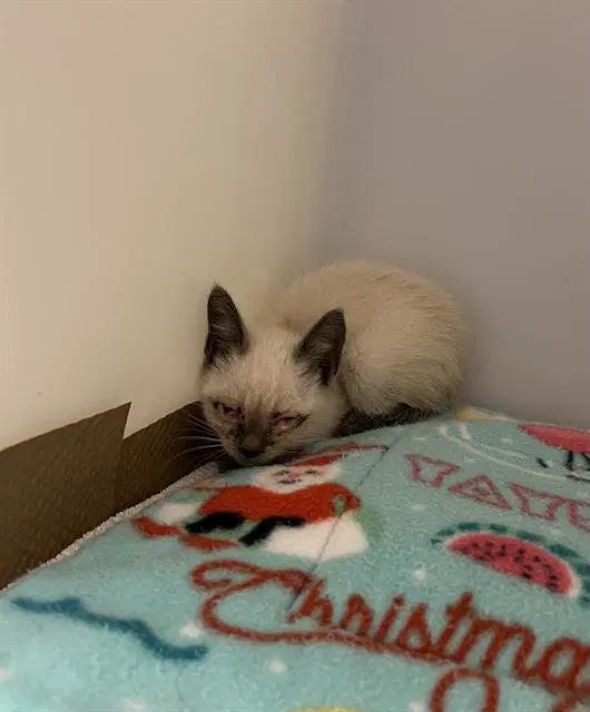 Dove - Domestic Short Hair