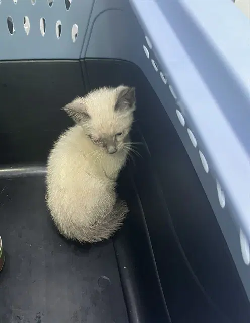 Piegon - Domestic Short Hair