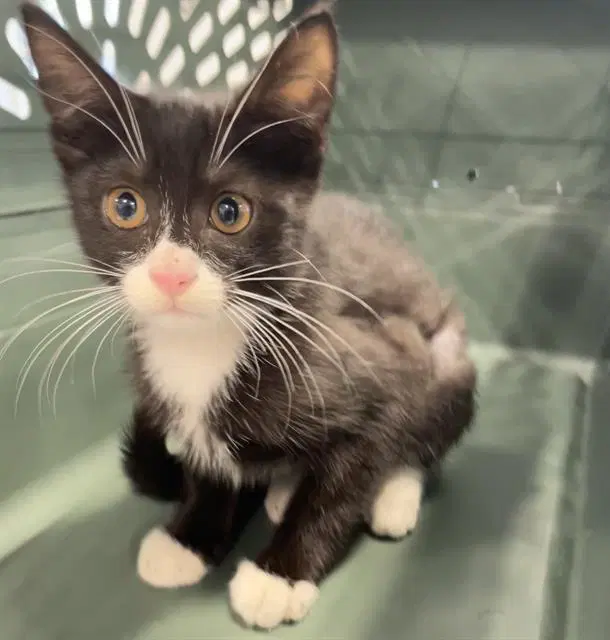 Unknown - Domestic Short Hair