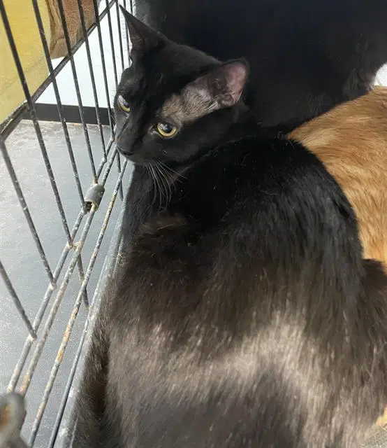 Oliver - Domestic Short Hair