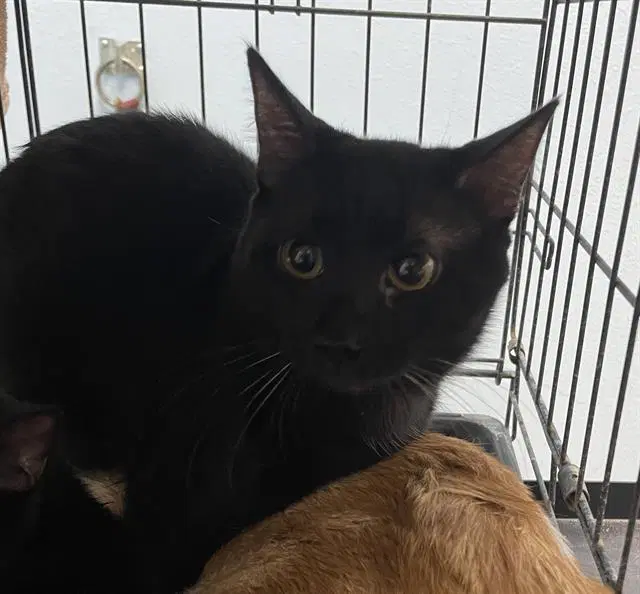 Felix - Domestic Short Hair