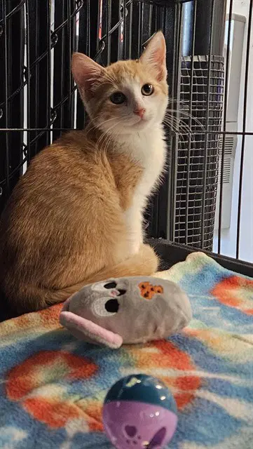 Unknown - Domestic Short Hair