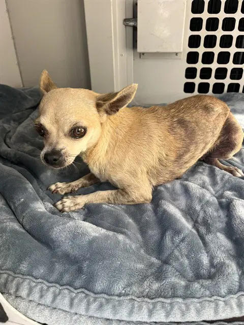 Unknown - Chihuahua